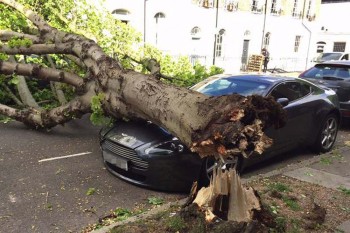 Luxury car crushed by tree
