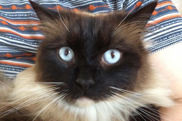 32 kedinin seri katili Croydon’da aranıyor