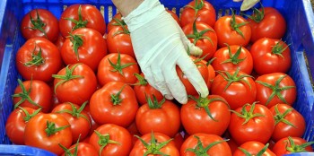 Rusya domates tehdidiyle siyasi başarısızlıklarını örtüyor