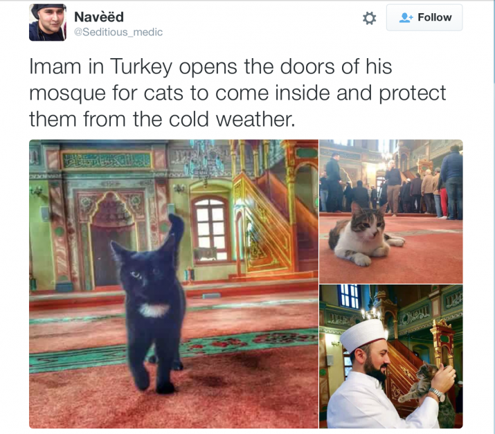 Imam Stray cats in Uskudar