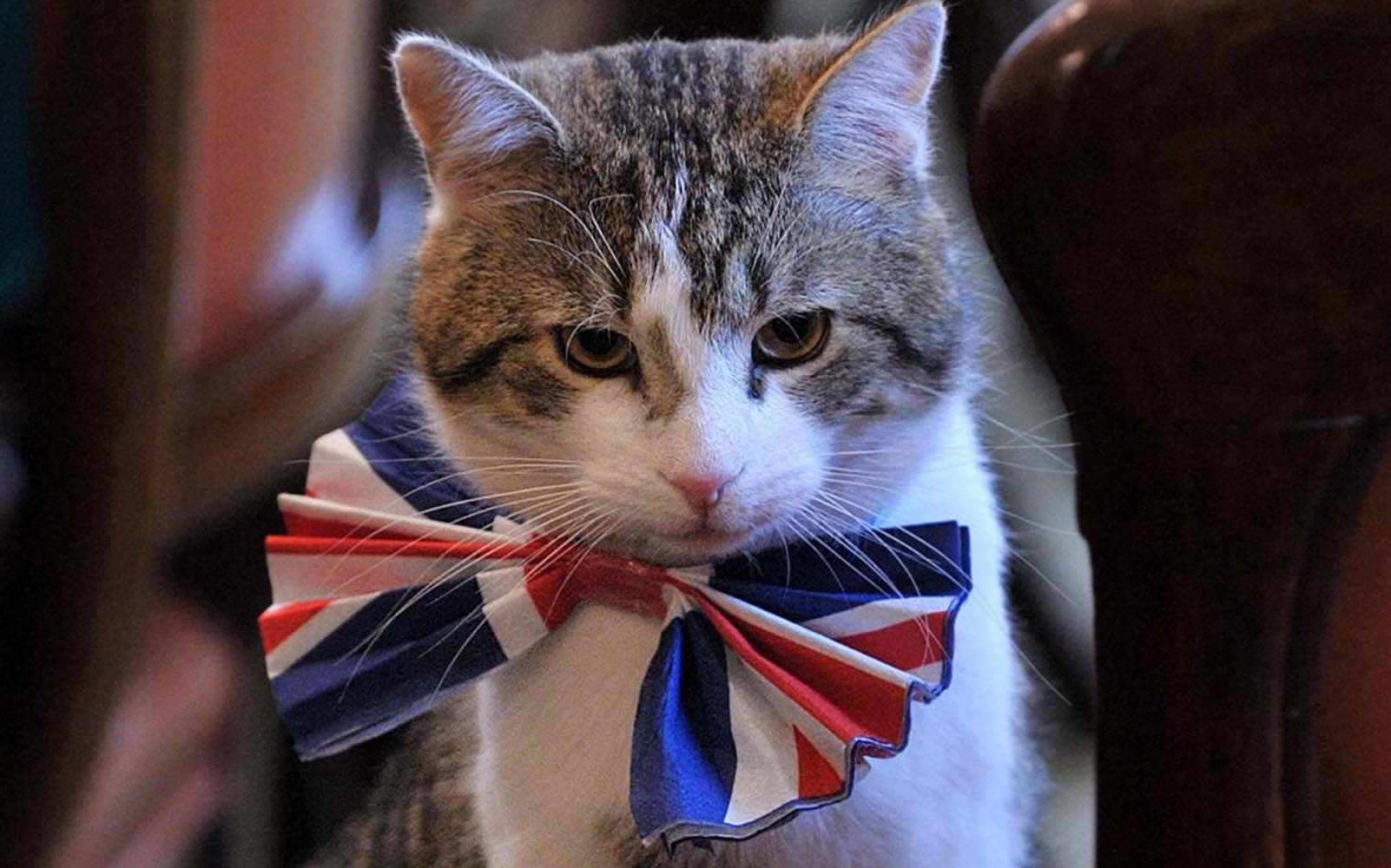 England cat. Кот Ларри: главный мышелов Британии. Кот Ларри Даунинг стрит. Кот Ларри. Коты англичане.