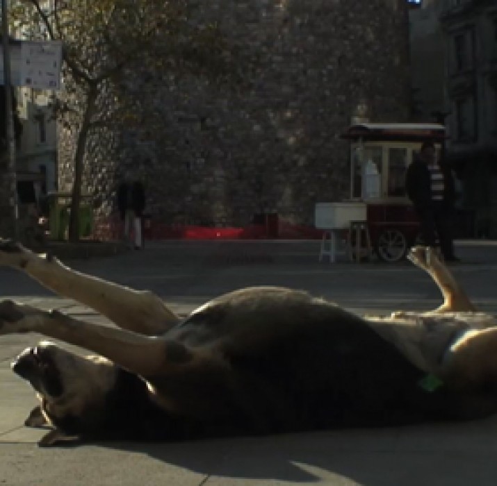 Taşkafa: İstanbul sokak köpeklerinin bir hikayesi