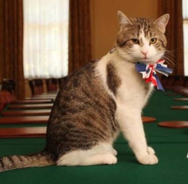 İngiltere’de Başbakanlık konutunun kedisi görevde kalacak