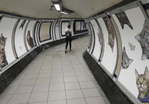 Londra’da metro istasyonunu kediler bastı