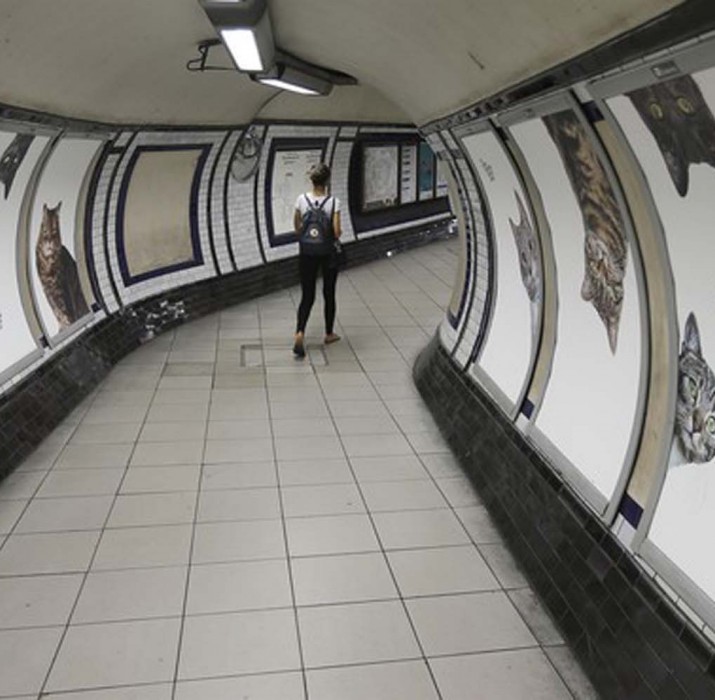 Londra’da metro istasyonunu kediler bastı