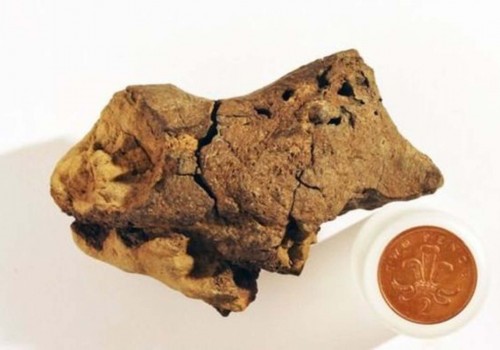 Dünyanın ilk dinozor beyni fosili bulundu