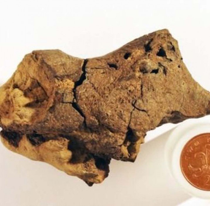 Dünyanın ilk dinozor beyni fosili bulundu