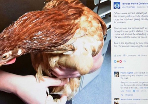 Dundee’de bir tavuk sorun oldu