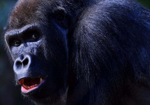 Hayvanat bahçesinden bir goril kafesten kaçtı