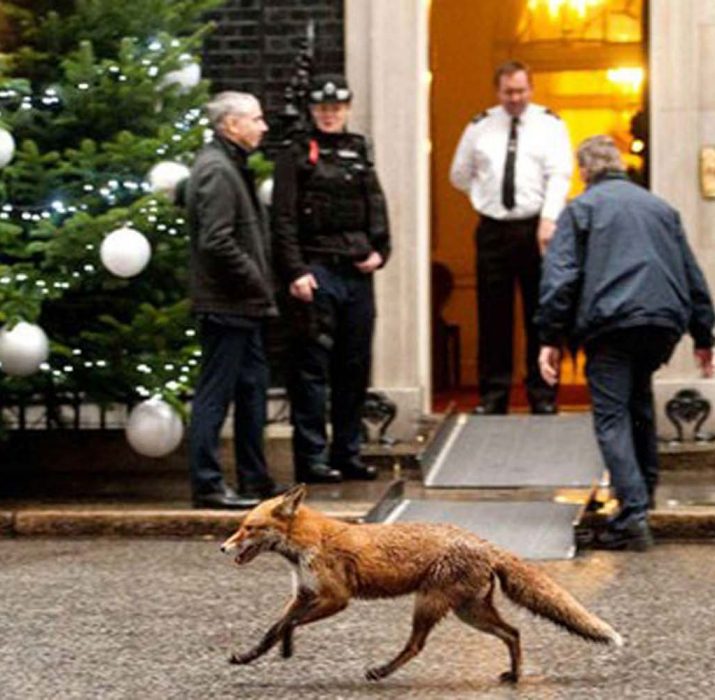 Londra’da 10 bin tilki yaşıyor