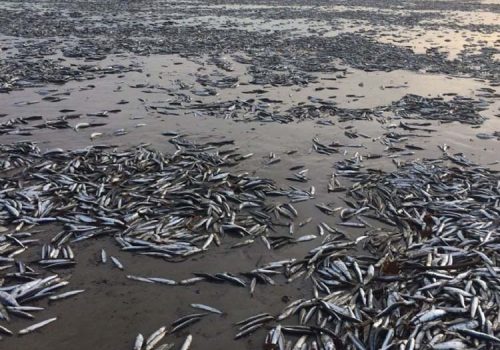 İngiltere’de binlerce balık kıyıya vurdu