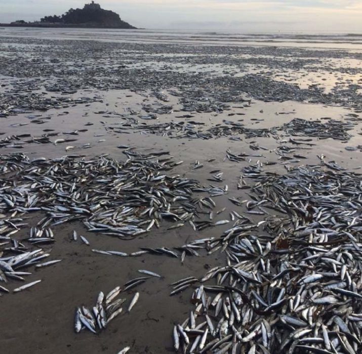 İngiltere’de binlerce balık kıyıya vurdu