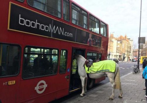 Kuzey Londra’da polis atı otobüse bindi