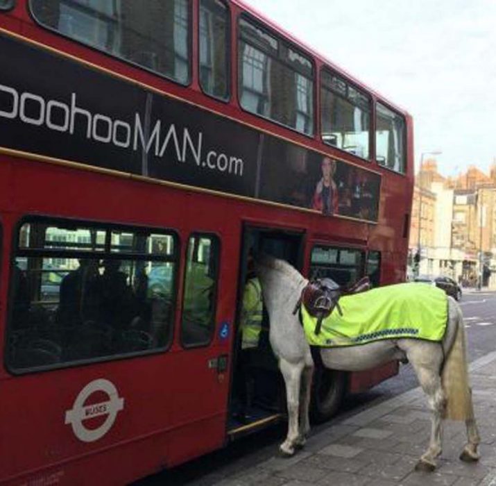 Kuzey Londra’da polis atı otobüse bindi