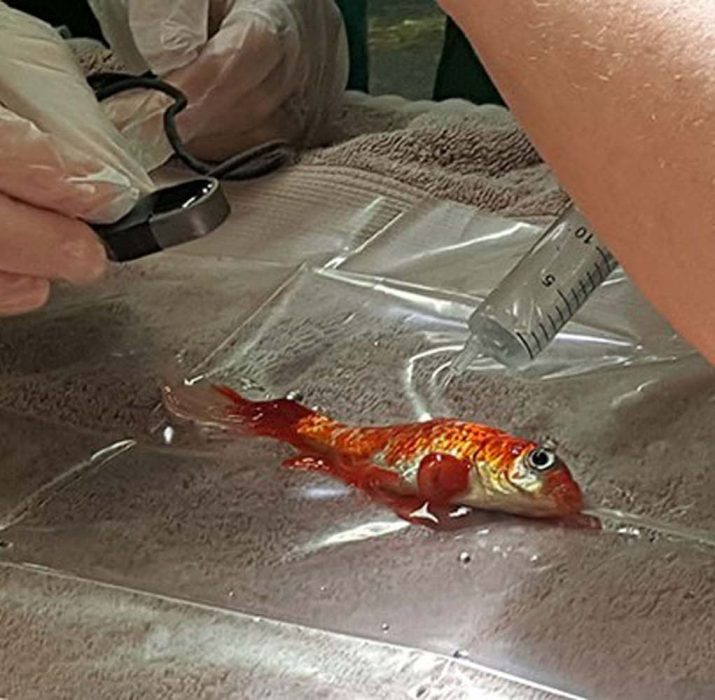Süs balığı Bob, ameliyatla hayata döndü