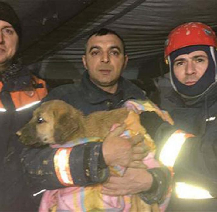 Puppy stuck in well rescued after 10 days in Istanbul