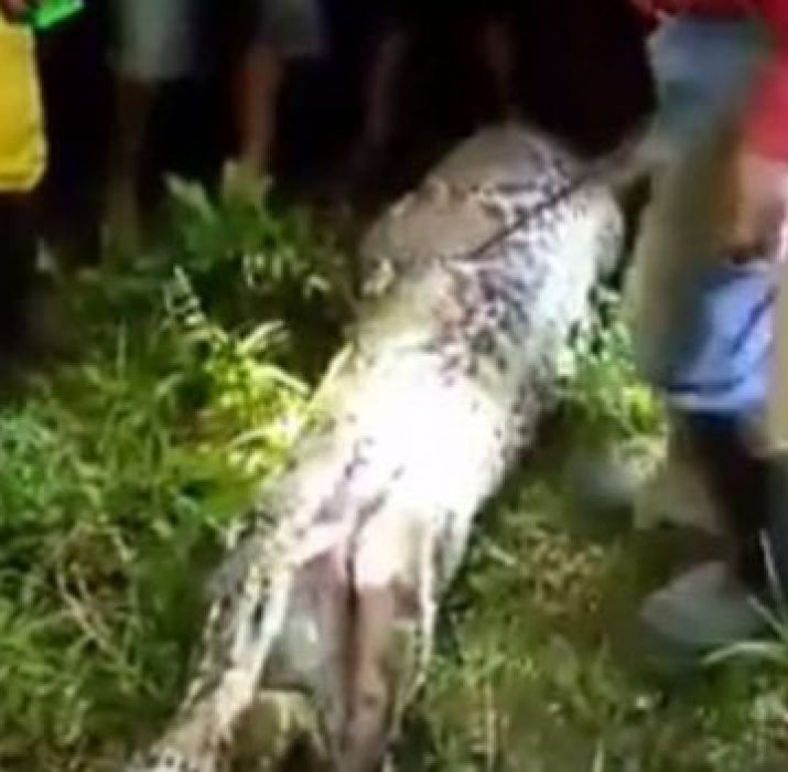 Endonezya’da 7 metrelik yılan insan yuttu