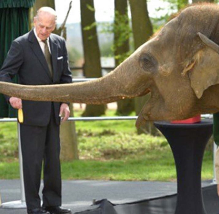 Fil severken çekilen fotoğrafı sosyal medyayı salladı