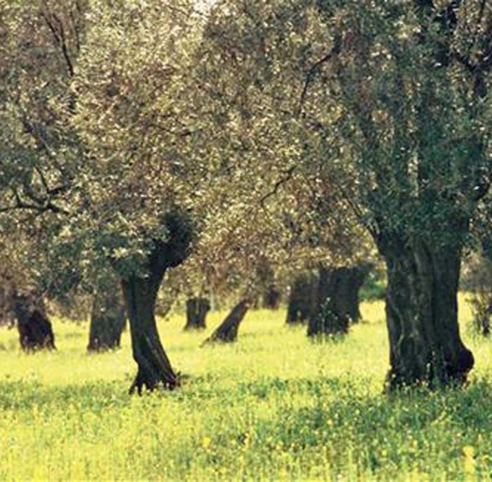 Commission omits controversial article on olive groves from draft law