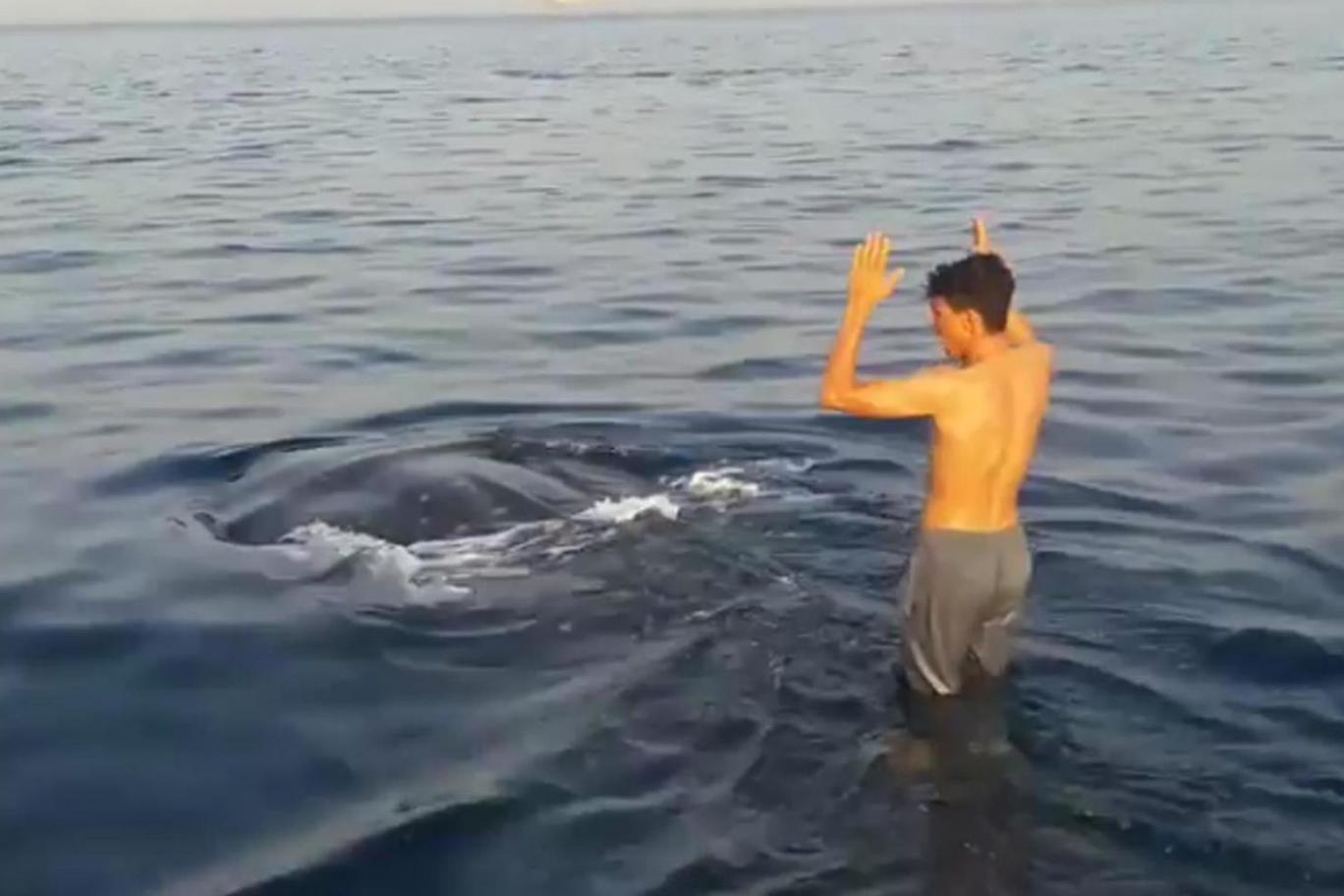 Balina üzerinde ‘sörf’ videosu: Sosyal medyayı ikiye böldü