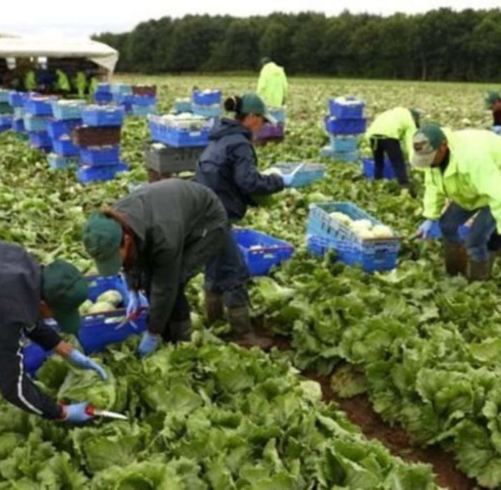 ‘Brexit, İngiltere’de gıda sektöründe işgücü krizine yol açabilir’