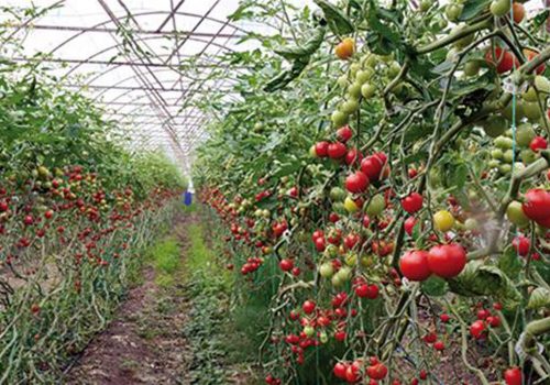 Belarus becomes top tomato importer from Turkey’s Antalya amid Russia ban