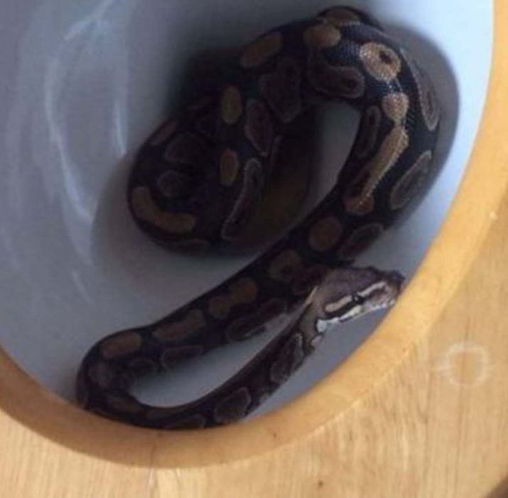 İngiltere’de evin tuvaletinden yılan çıktı