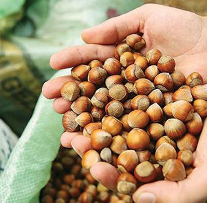 Turkey earns $1.9 bln through annual hazelnut exports