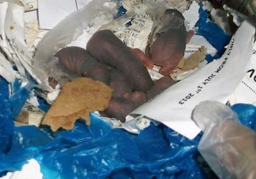 Türk pastanesinde bebek sıçanlar bulundu