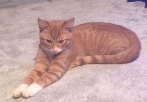 ‘Croydon cat killer’ inquiry: Northampton death linked by police