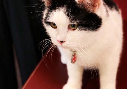 İngiltere ilk diplomat kedisini Ürdün’de atadı