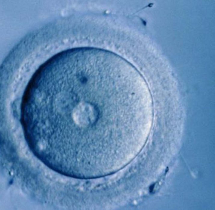 Laboratuvarda büyütülen ilk insan yumurtası gelecekte doğurganlığa yardımcı olabilir