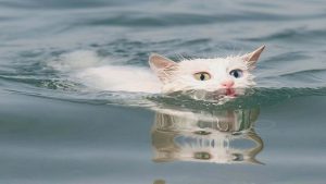 Yüzen Van kedileri İngiliz basınında