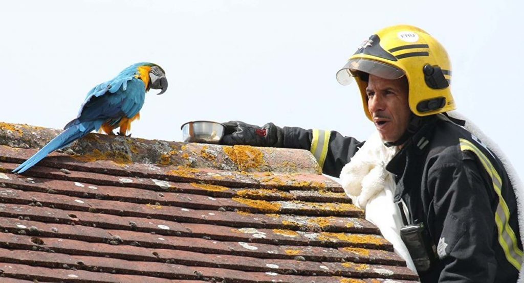 Londra’da evden kaçan papağan itfaiyecilere küfür etti