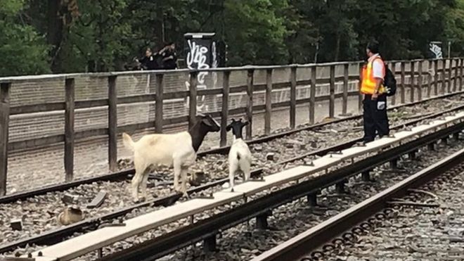 New York’ta ‘mezbahadan kaçan’ keçiler metro seferlerini aksattı