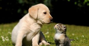 İngiltere kedi ve köpek yavrularının pet shoplarda satışını yasaklıyor