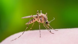 Bu buluş sivrisinekleri tarih sahnesinden silecek
