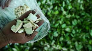 Kolombiya’da kokain üretimi 2017’de rekor kırdı