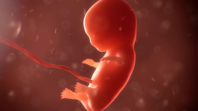 Japonya insan embriyosunda genetik değişikliğe izin verecek