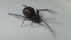 İngiltere’nin en tehlikeli ‘örümceği’ Londra’daki okullarda görüldü