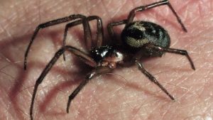 Örümcek istilası, Londra’daki okullarda eğitimi aksattı