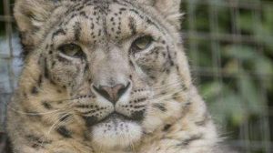 İngiltere’de kar leoparını vurup öldürdüler