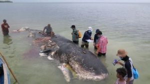 Ölü balinanın midesinden 1000 parça plastik atık çıktı