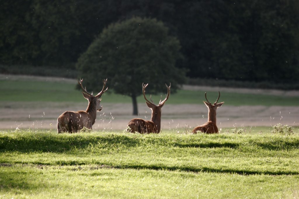 İngiltere’nin geyikleriyle ünlü parkı tehlike saçıyor