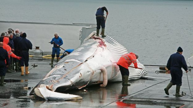 Japonya balina avcılığına hâlâ devam ediyor