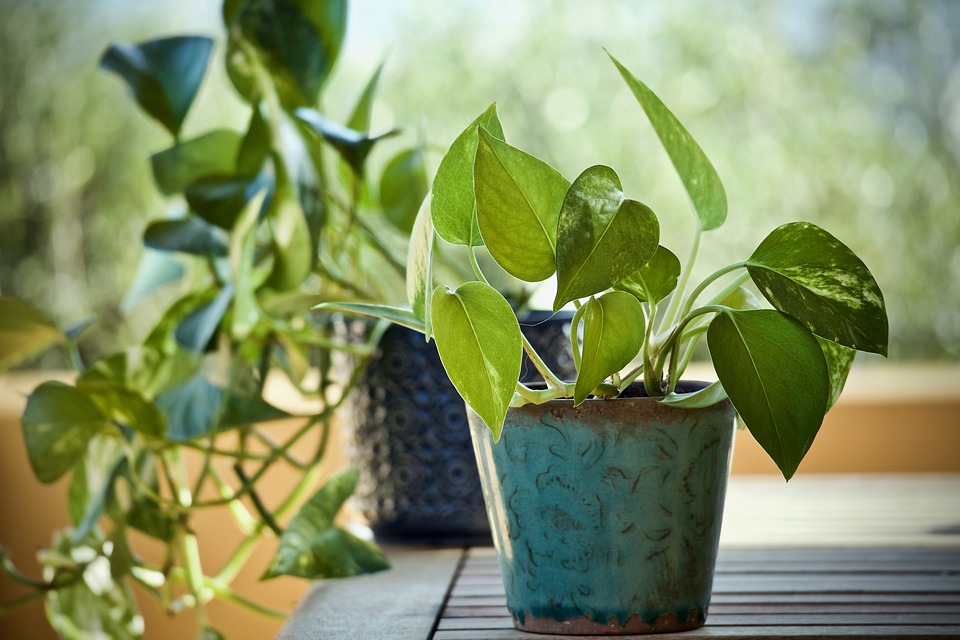 Cleaning your home air quality with plants