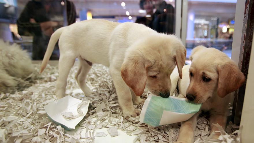İngiltere’de yavru kedi ve köpeklerin pet shoplarda satışı yasaklandı