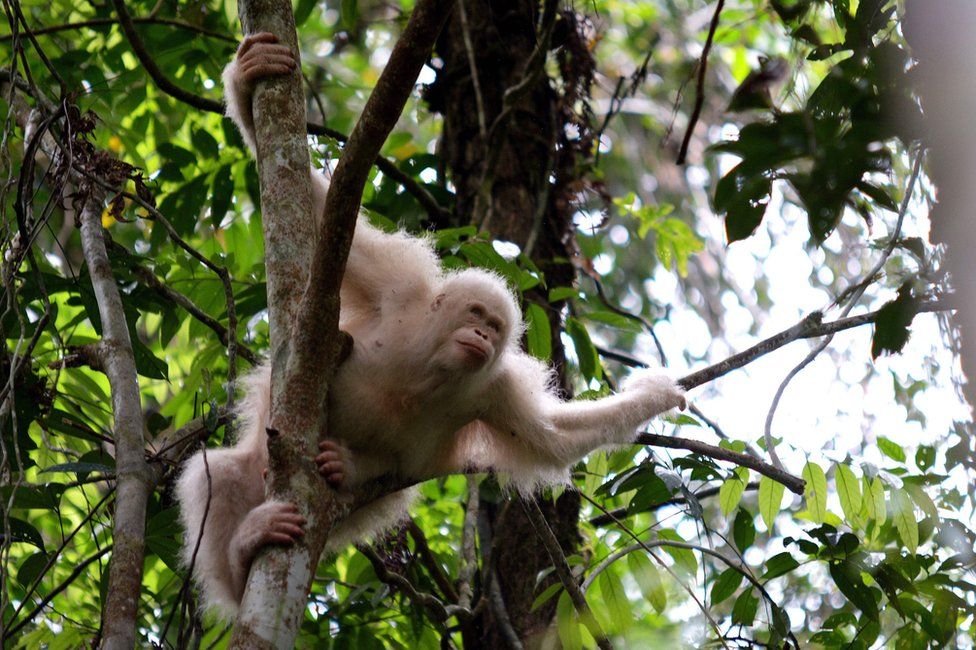 Albino orangutan doğaya bırakıldı