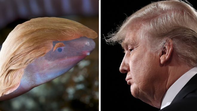 Trump’ın adı, başını kuma gömen canlıya verildi: Dermorphis Donaldtrumpi