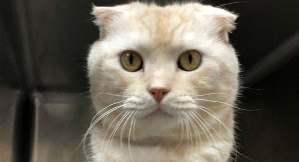 Tayvan’da kutuya koyduğu kedisini barınağa postalayan kişiye 2 bin dolar ceza